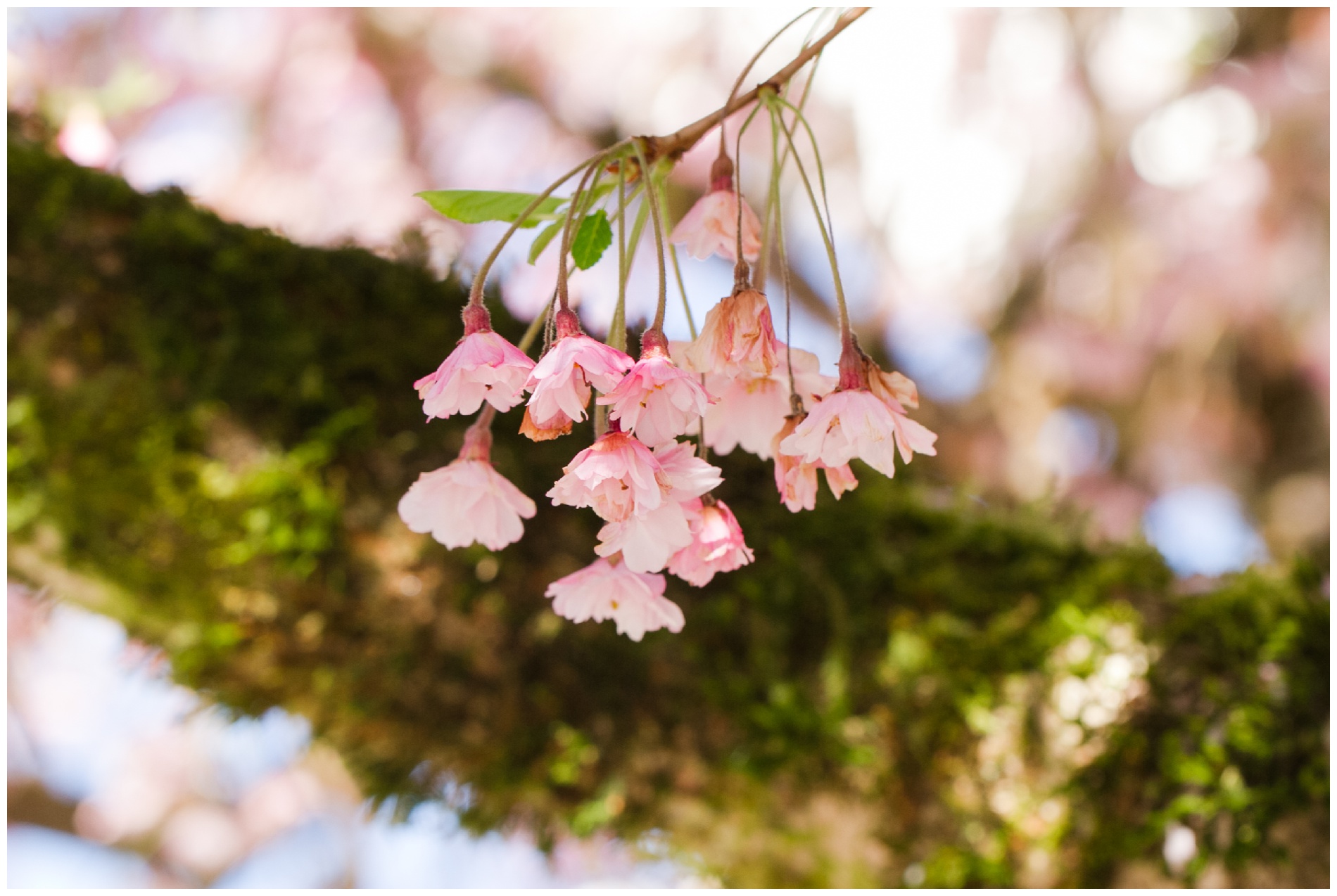 I think this cherry tree is called an Ishino Cherry