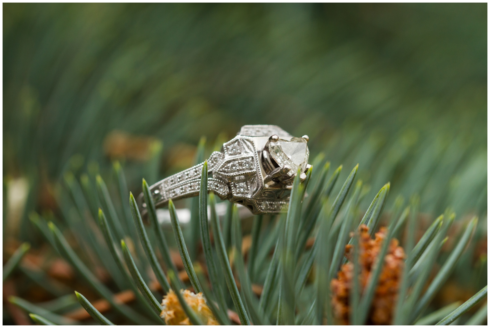 Engagement ring on a spruce tree.