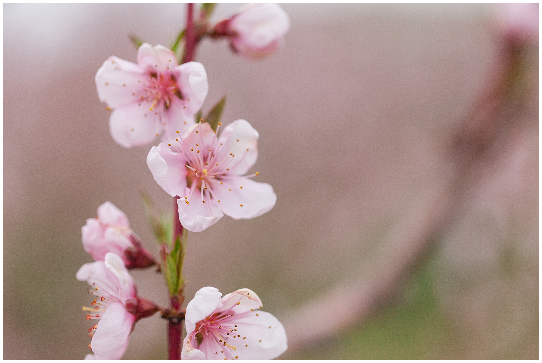 Peach orchard with pink blossoms | Idaho family photographer | Robin Wheeler Photography