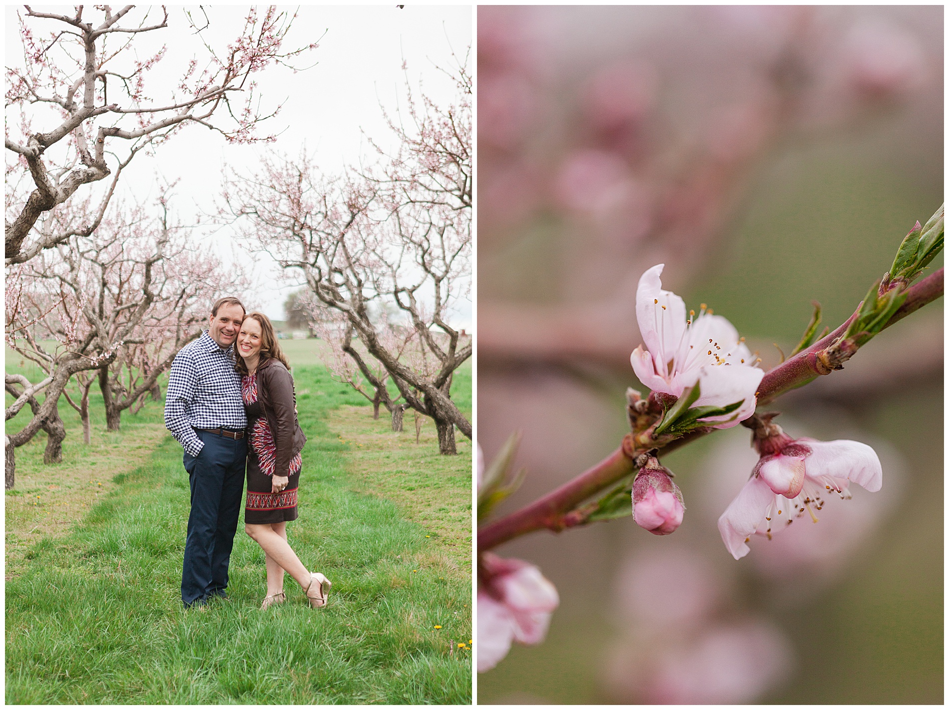 Fun and relaxed family portraits in a peach orchard with pink blossoms | Idaho family photographer | Robin Wheeler Photography