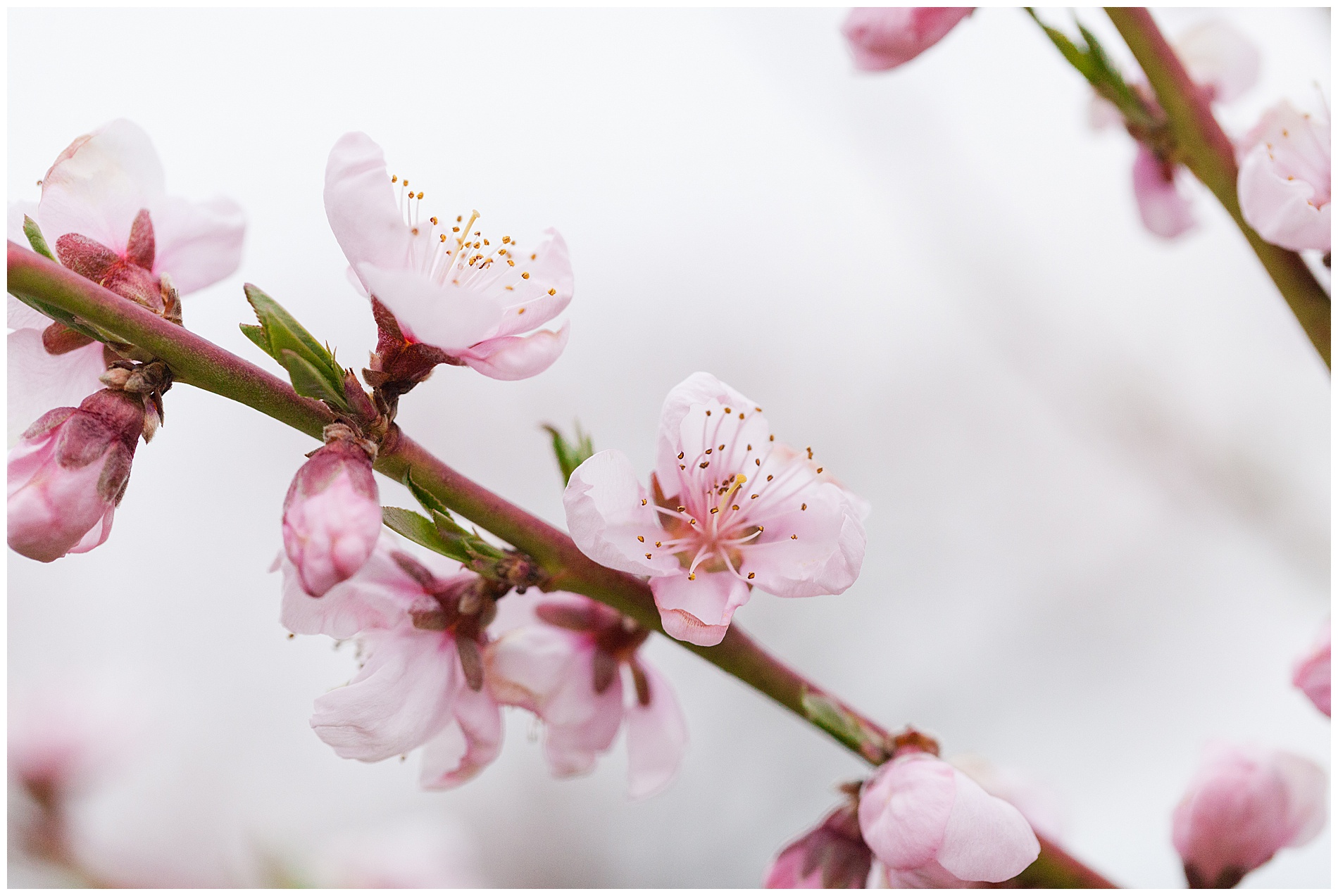 Peach orchard with pink blossoms | Idaho family photographer | Robin Wheeler Photography