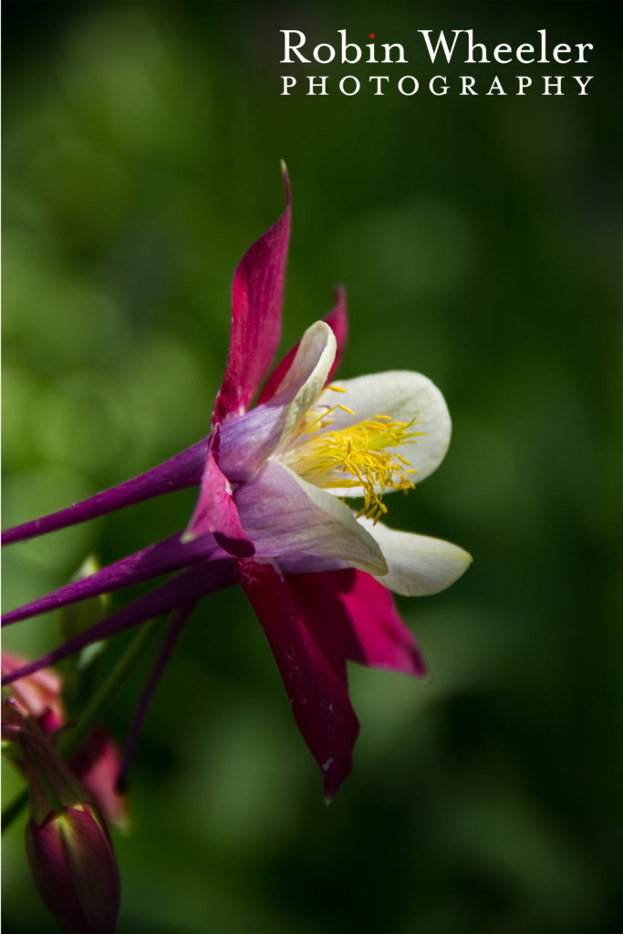 columbine at idaho botanical garden