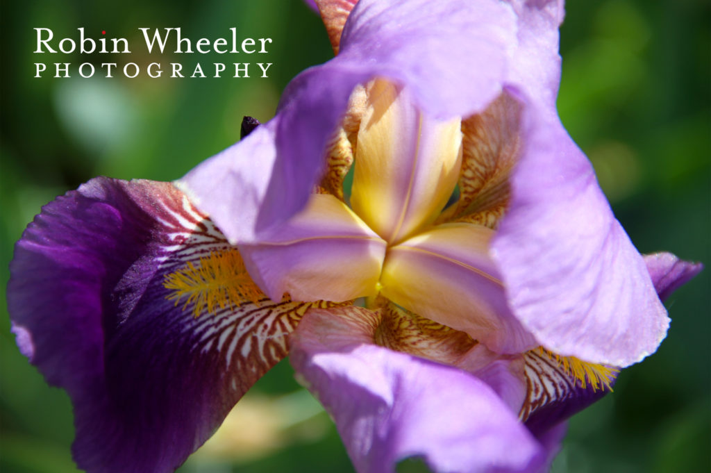 bearded iris at idaho botanical garden