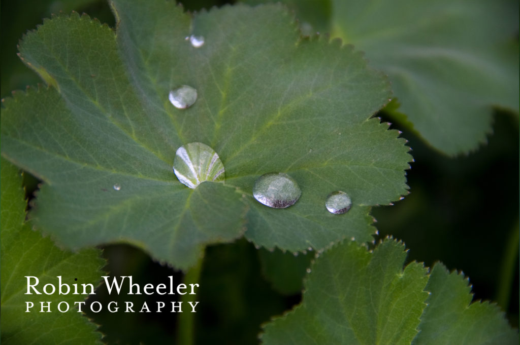 water droplets on leaves at idaho botanical garden