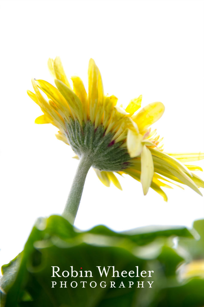 gerbera daisy at idaho botanical garden