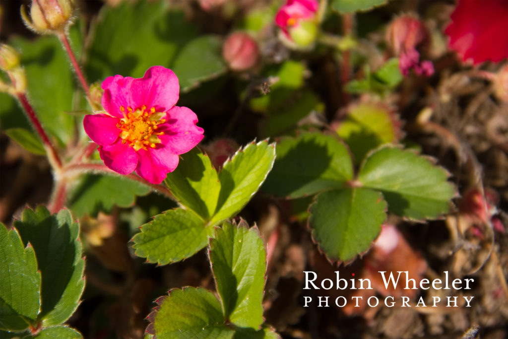 lipstick strawberry at idaho botanical garden