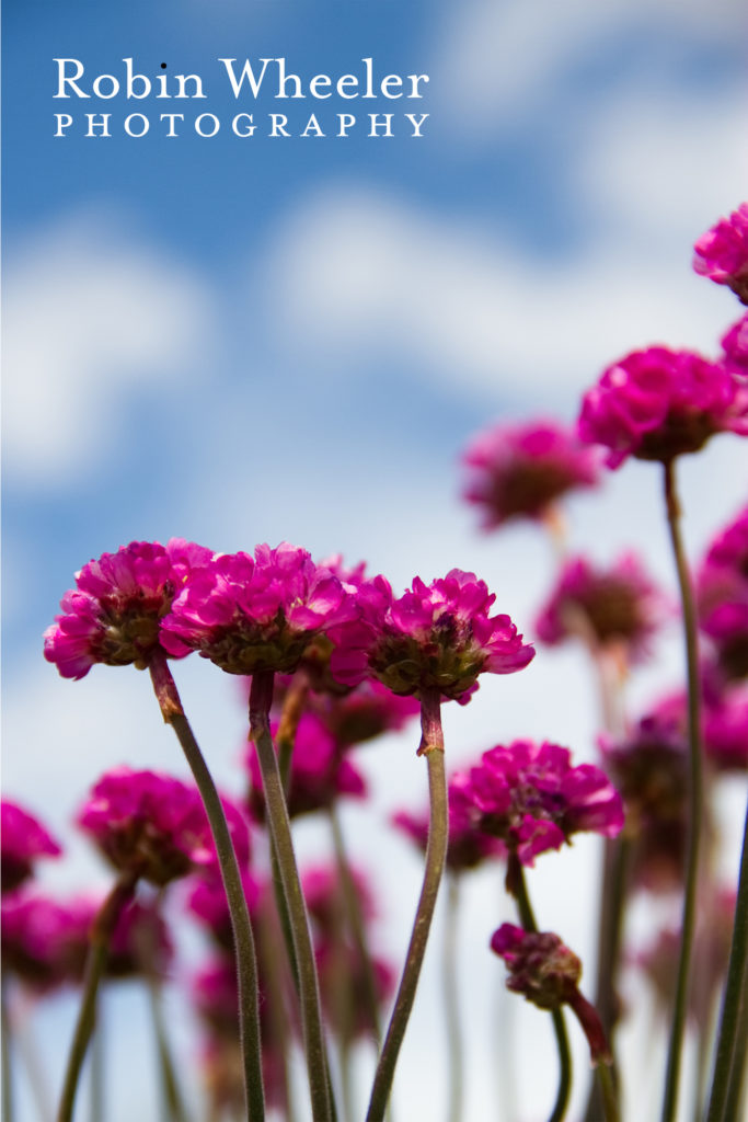 purplish pink flowers at idaho botanical garden