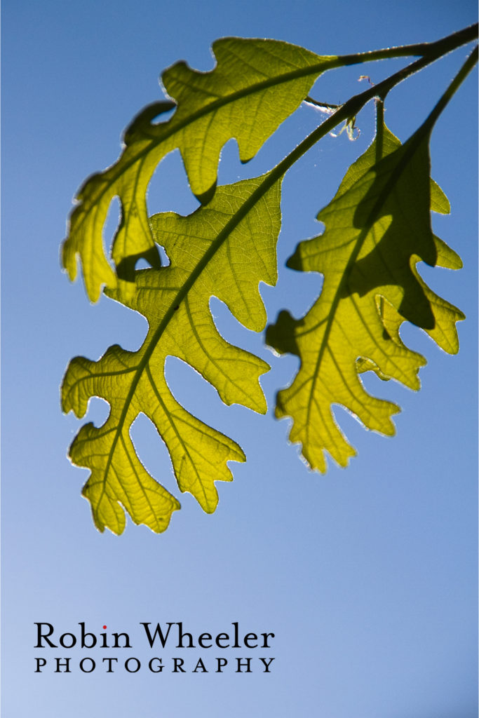 oak leaves at idaho botanical garden