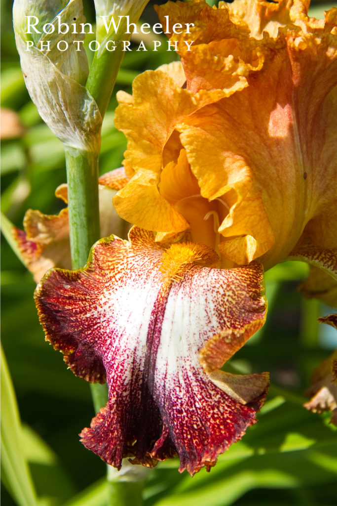 bearded iris at idaho botanical garden