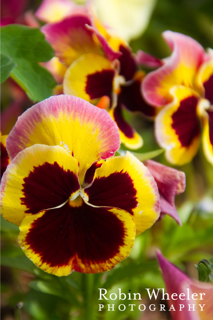 pansies at idaho botanical garden