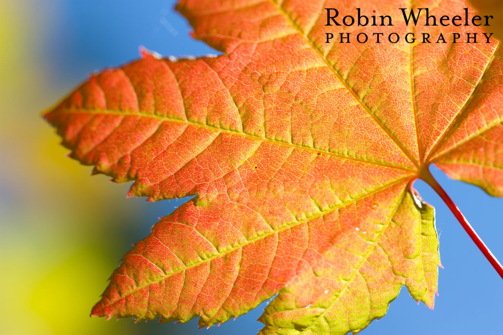 Close-up of a full moon maple leaf, Rainier National Park.