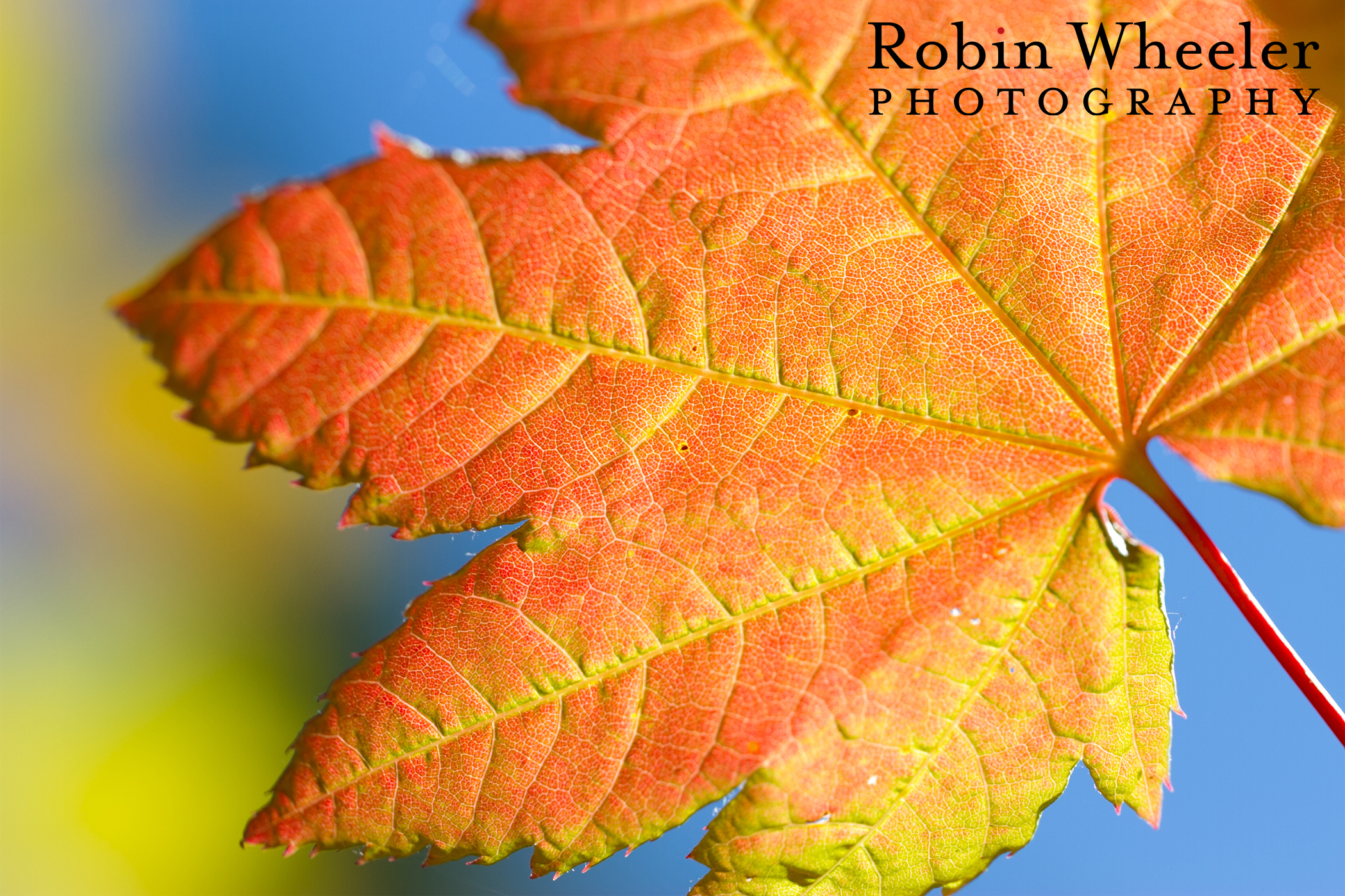 Close-up of a full moon maple leaf, Rainier National Park.