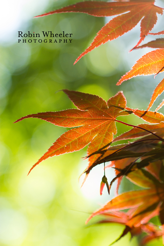 japanese maple leaves at the idaho botanical gardens