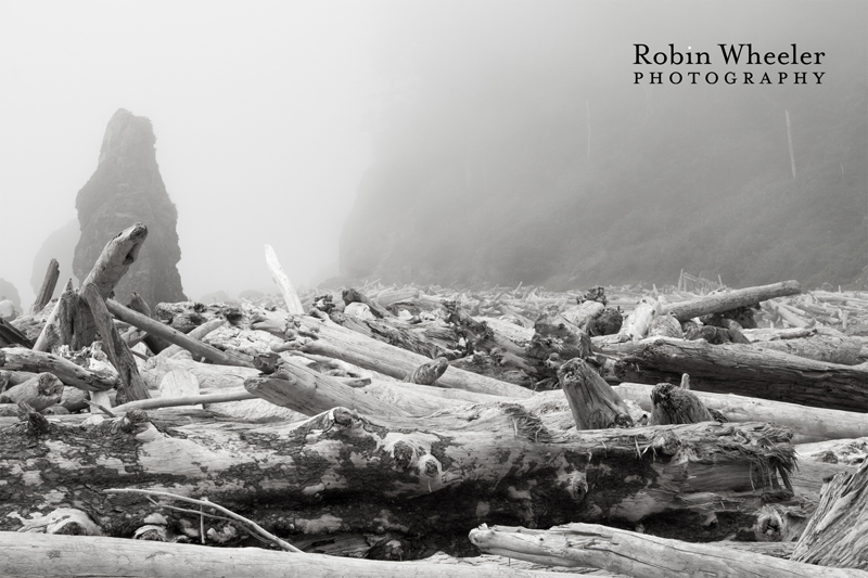 black and white photo of driftwood at ruby beach on the olympic peninsula