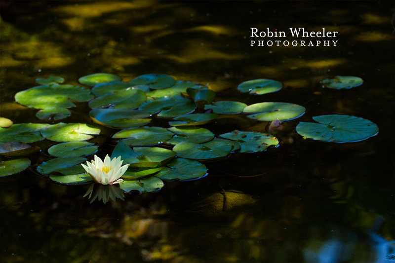 yellow waterlily at the butchart gardens in british columbia