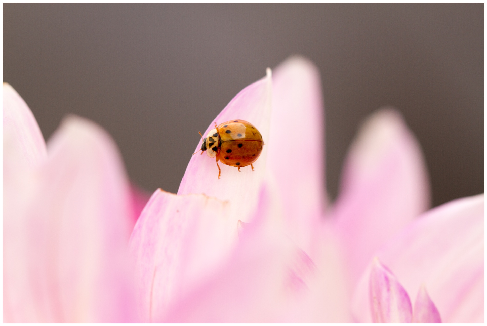 Ladybug in the bride's bouquet