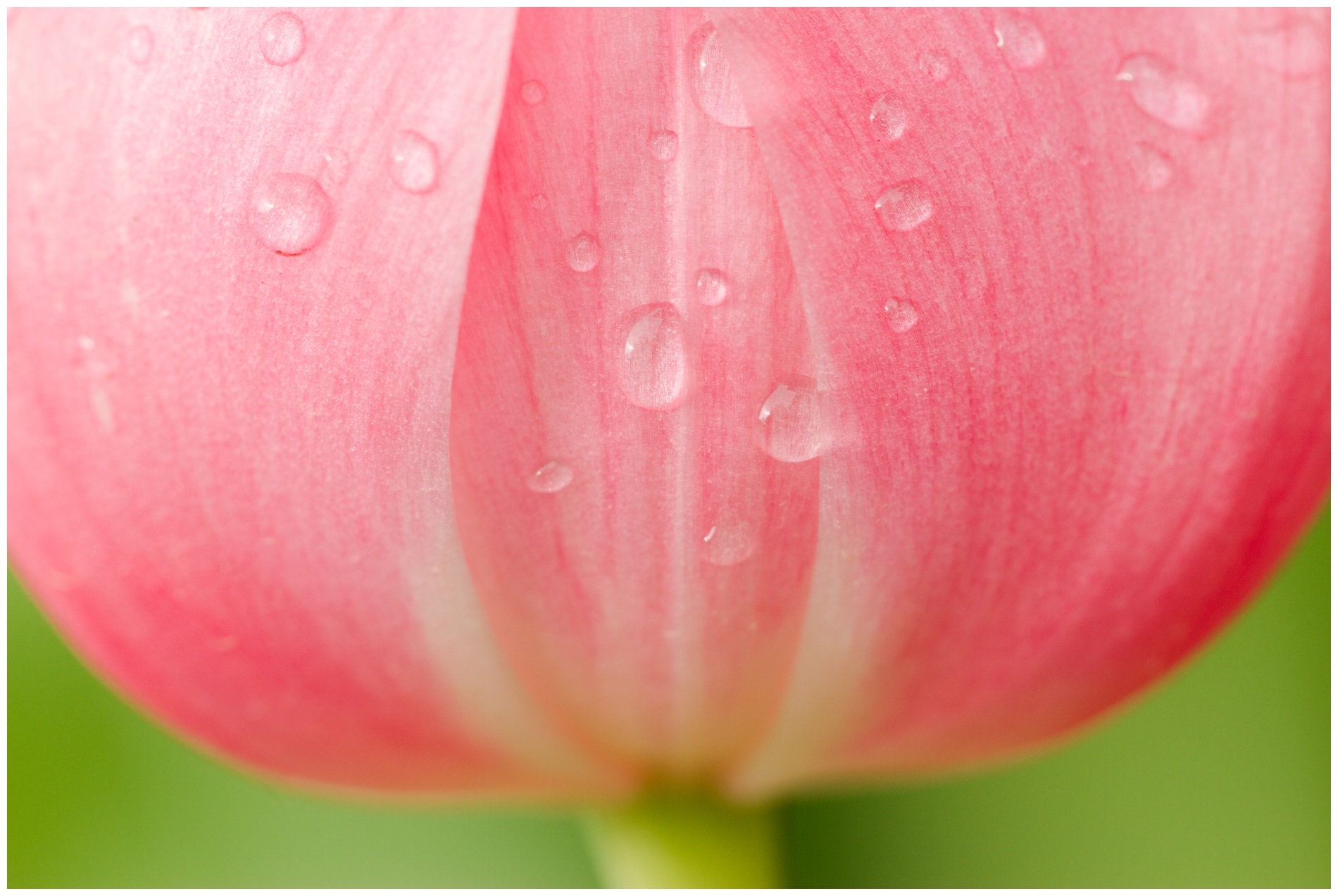 Raindrops on a pink tulip