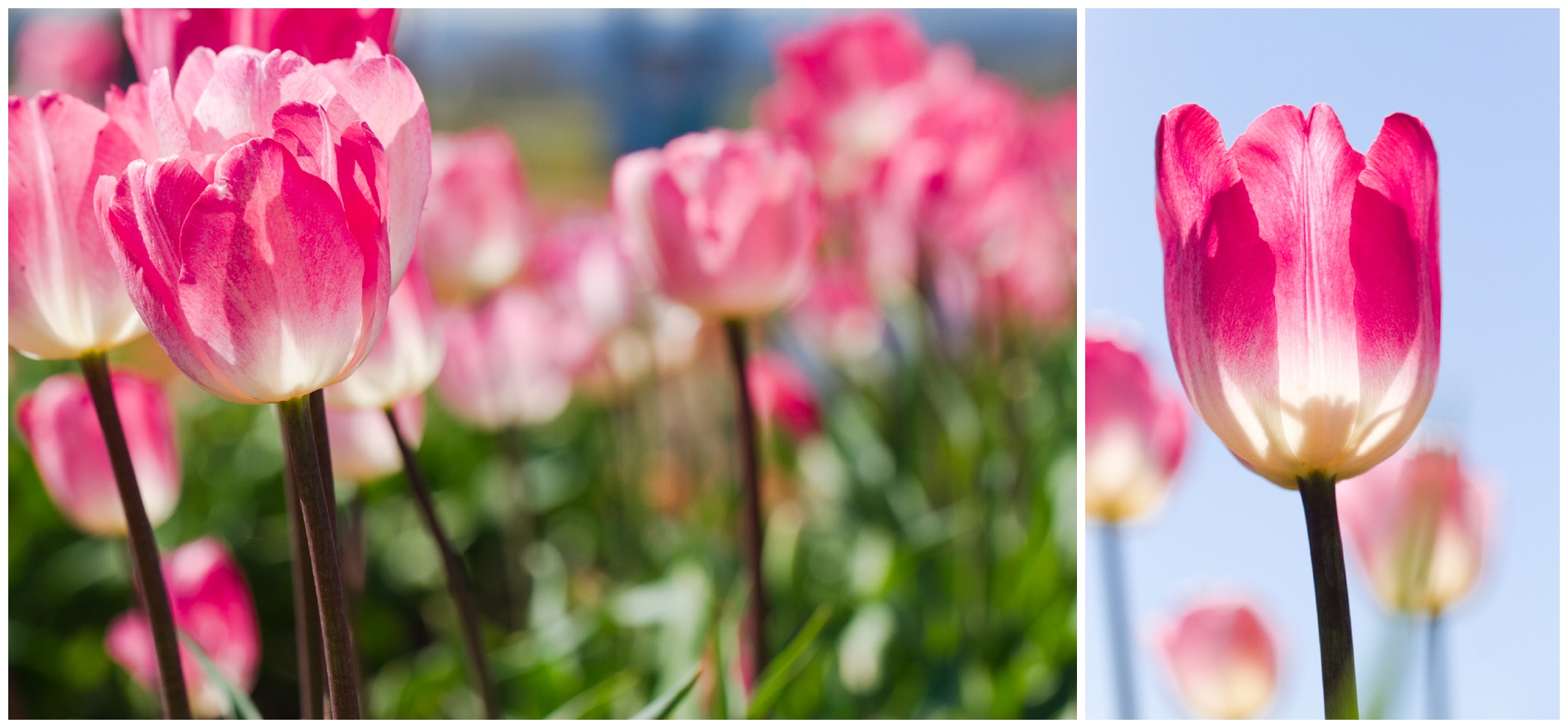 Gander's Rhapsody tulips in Washington state