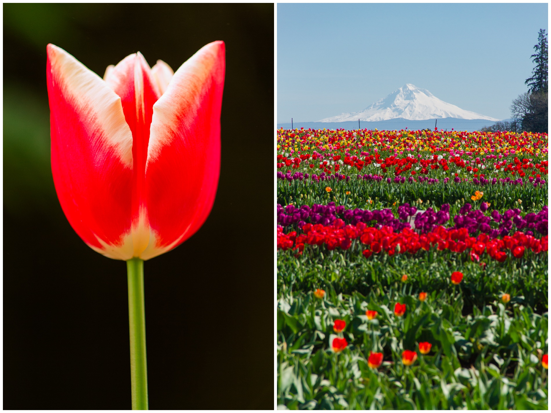 Red and yellow tulip; Mt. Hood from the Wooden Shoe Tulip Farm in Woodburn, Oregon