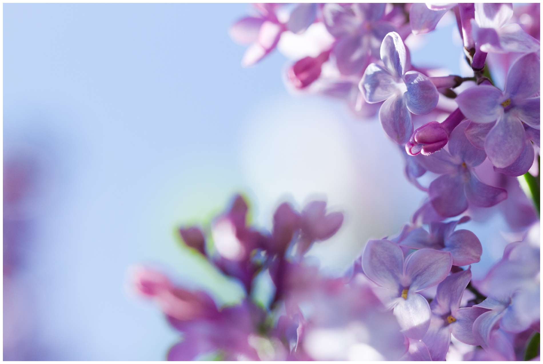 Lilacs in shallow depth of field