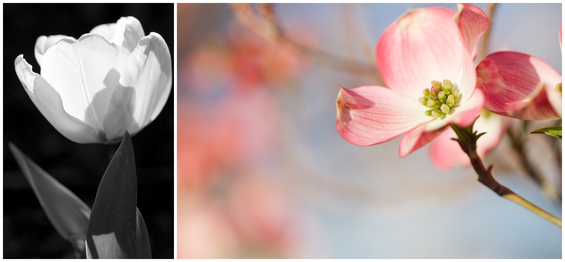 Monochrome tulip; pink flowering dogwood blossom