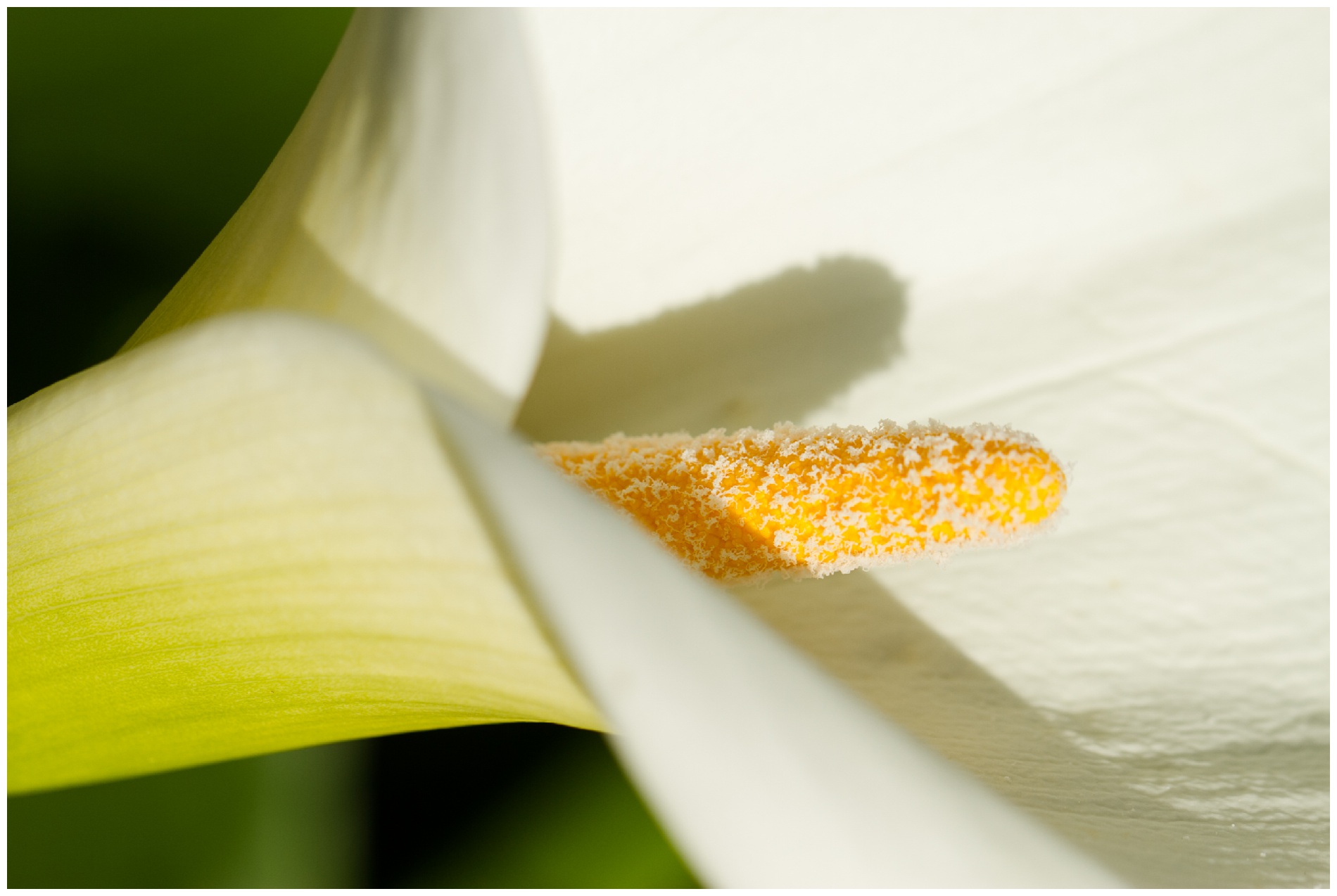 Close up of a calla lily