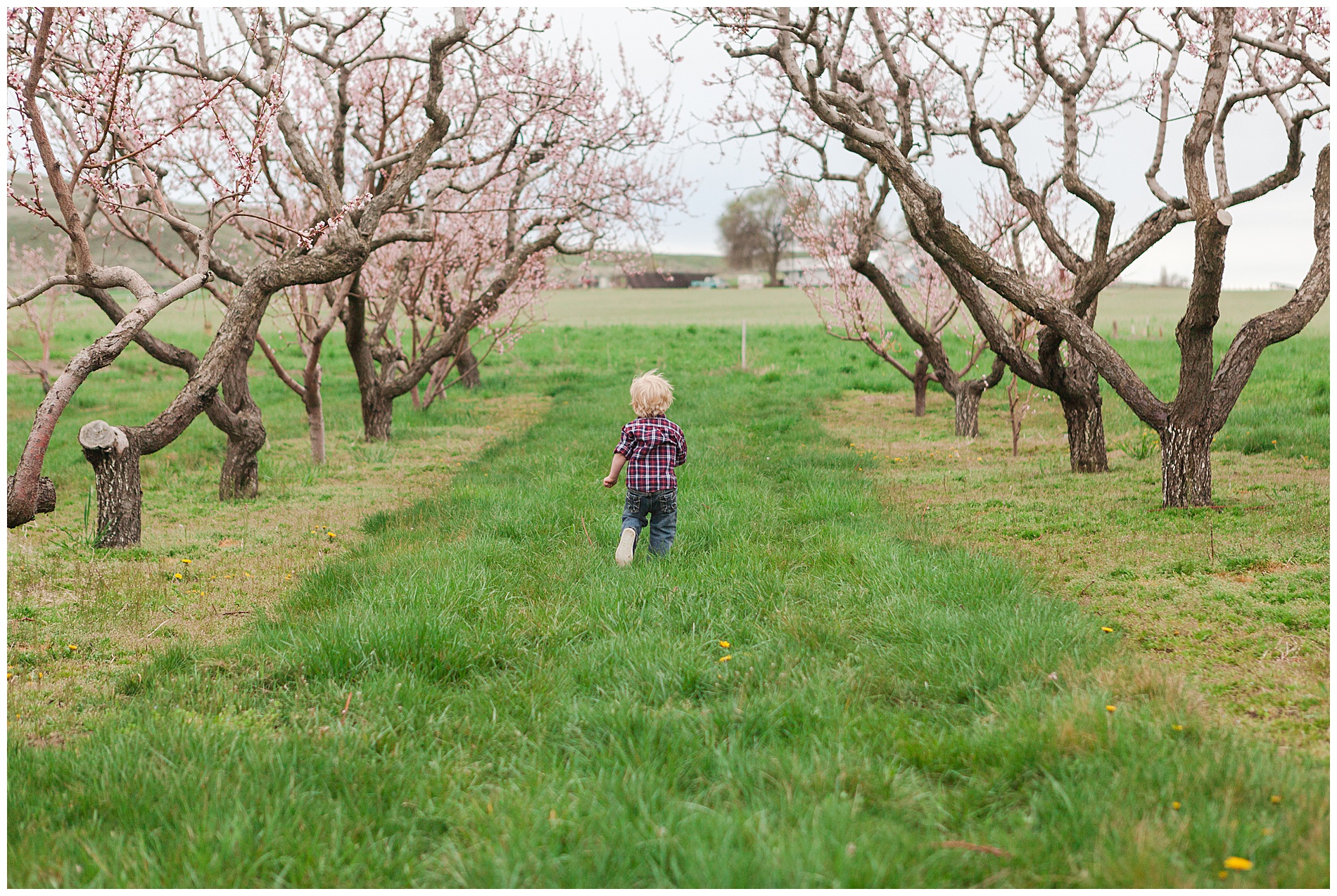 Fun and relaxed family portraits in a peach orchard with pink blossoms | Idaho family photographer | Robin Wheeler Photography